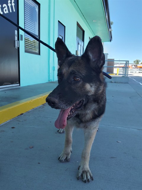 Jackie, a German Shepherd, available for adoption