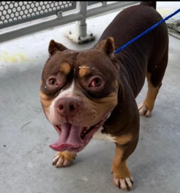 Adam, a American Bulldog, available for adoption