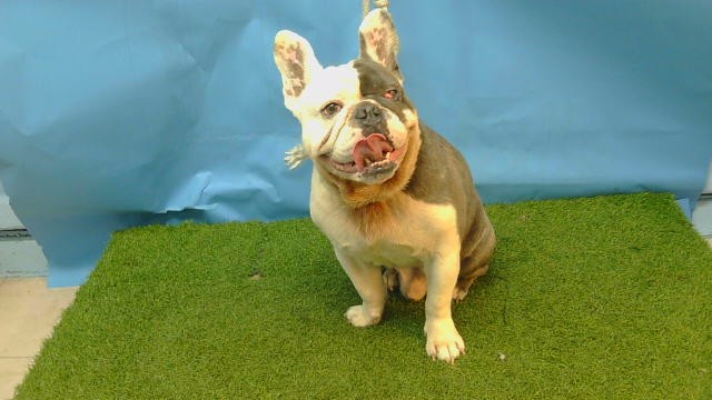 A5805131, a French Bulldog, available for adoption