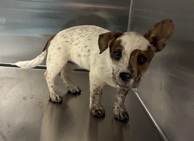 Seal, a Cattle Dog, available for adoption