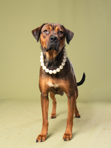 When, a German Shepherd (mix breed), available for adoption