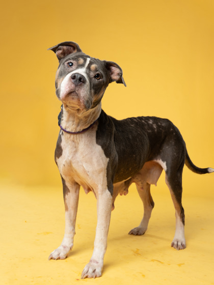Daniella, a Terrier (mix breed), available for adoption