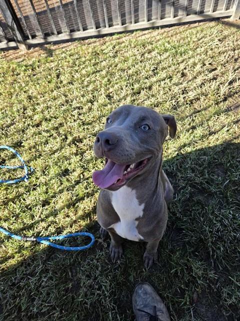 Tito, a Pit Bull Terrier, available for adoption