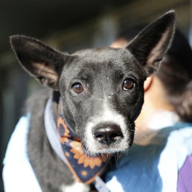 Ember, a Labrador Retriever (mix breed), available for adoption