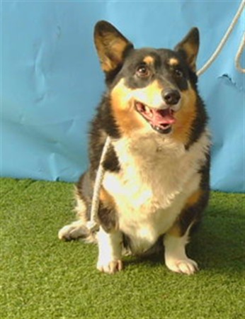 Trixie, a Welsh Corgi, available for adoption