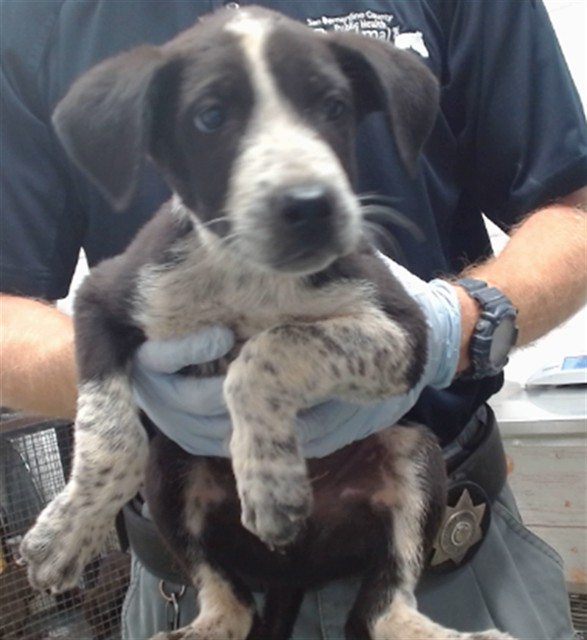 Mike, a Pointer (mix breed), available for adoption