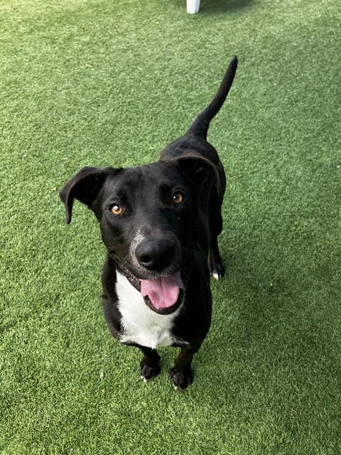 Roky, a Retriever (mix breed), available for adoption