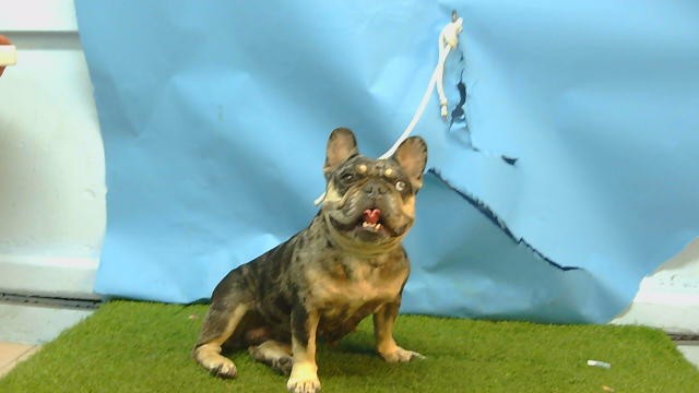 A5806838, a French Bulldog, available for adoption