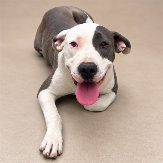 Penelope Pit, a Pit Bull Terrier, available for adoption