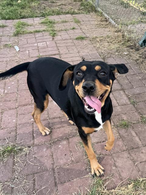 Queen, a German Pinscher (mix breed), available for adoption