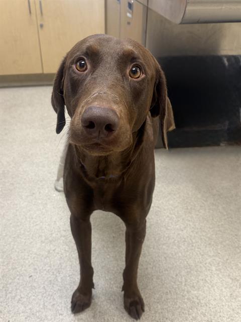 Chocula, a Doberman Pinscher (mix breed), available for adoption