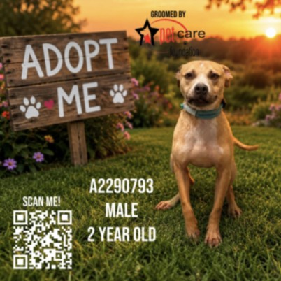 Easter Egg, a Pit Bull Terrier, available for adoption