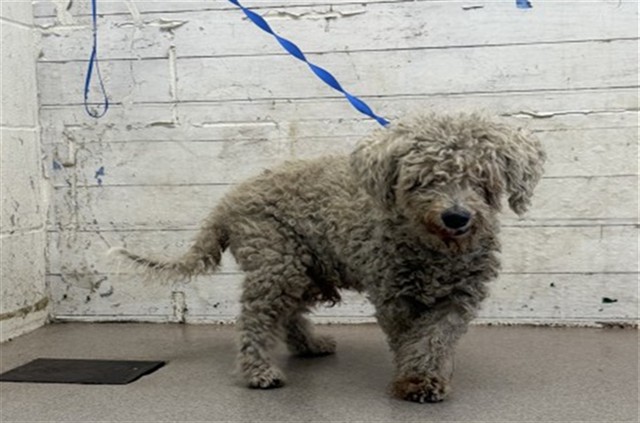 A599584, a Poodle (mix breed), available for adoption