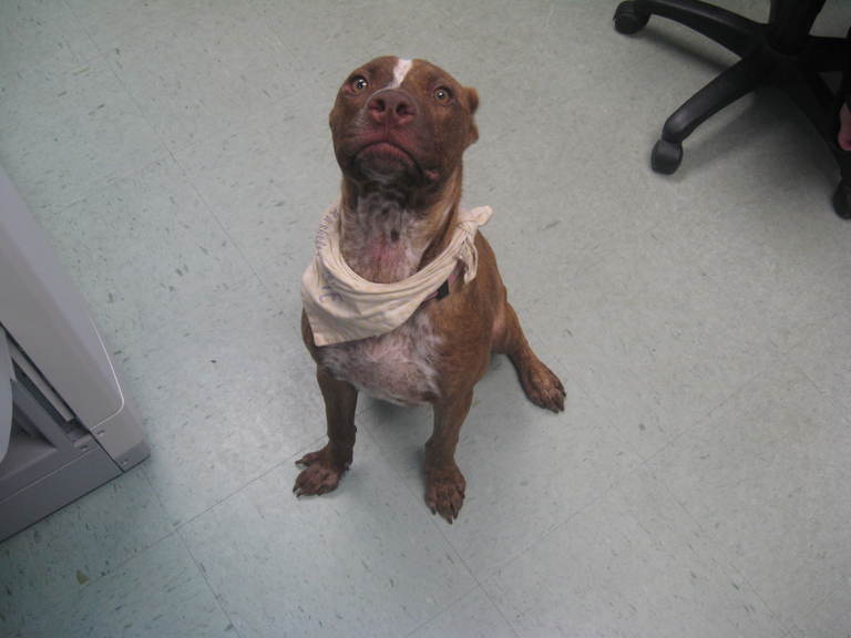 Other Photos of thie Dog