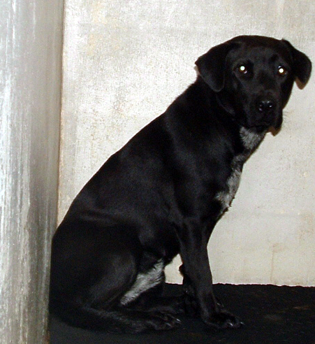 Other Photos of thie Dog