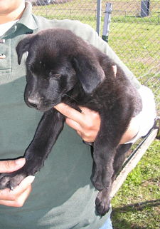 Other Photos of thie Dog