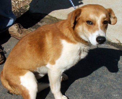 Other Photos of thie Dog