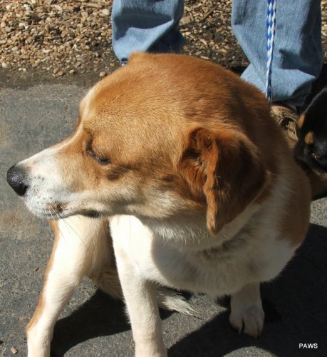 Other Photos of thie Dog
