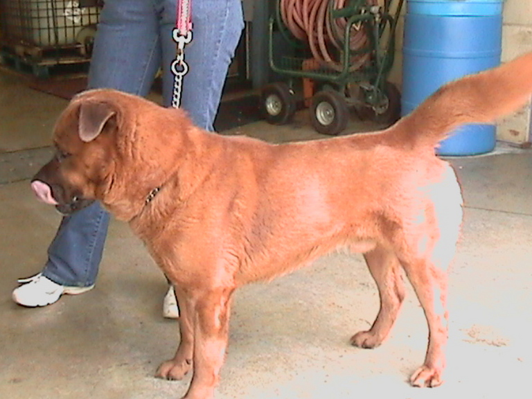 Other Photos of thie Dog