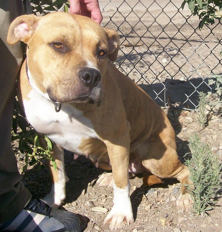 Other Photos of thie Dog