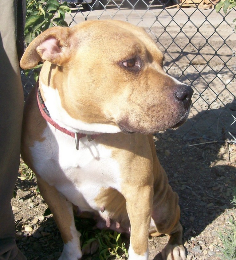 Other Photos of thie Dog