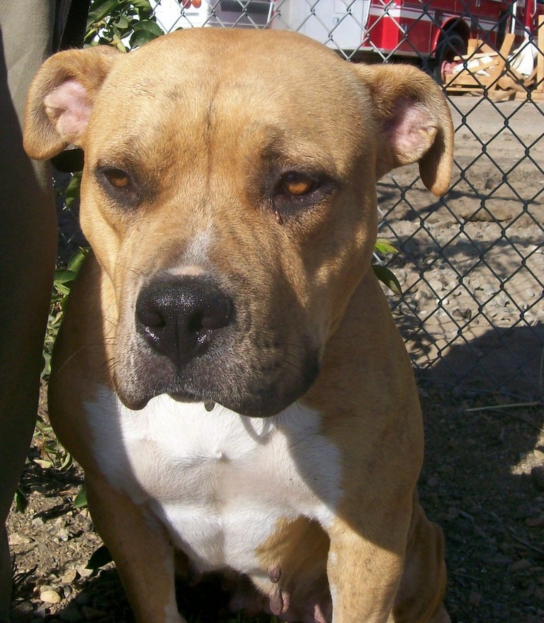 Other Photos of thie Dog