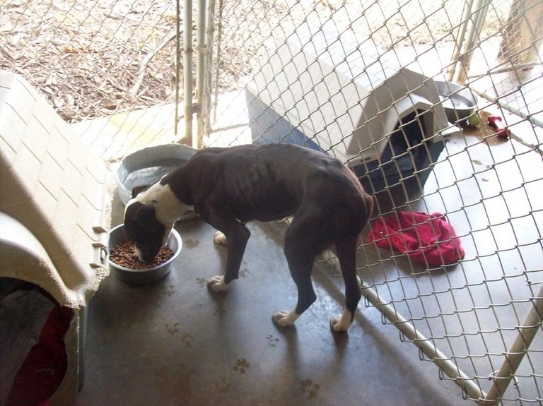 Other Photos of thie Dog