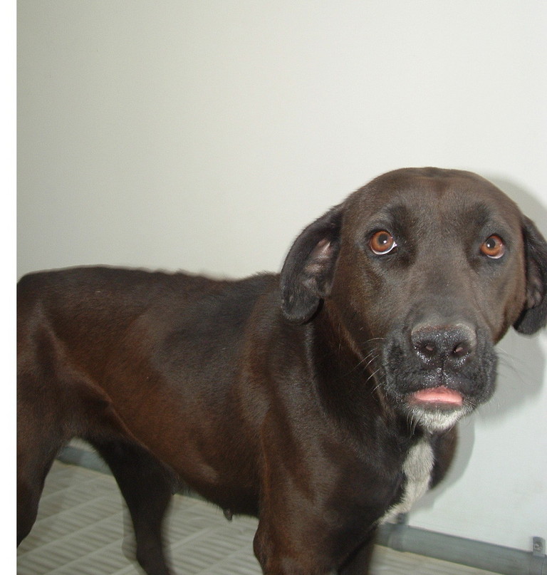 Other Photos of thie Dog