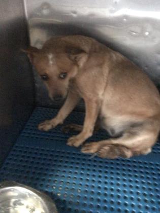 Main Photo of this Dog