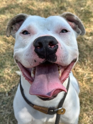 Main Photo of this Dog