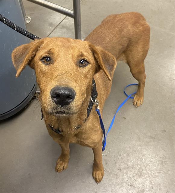 Main Photo of this Dog