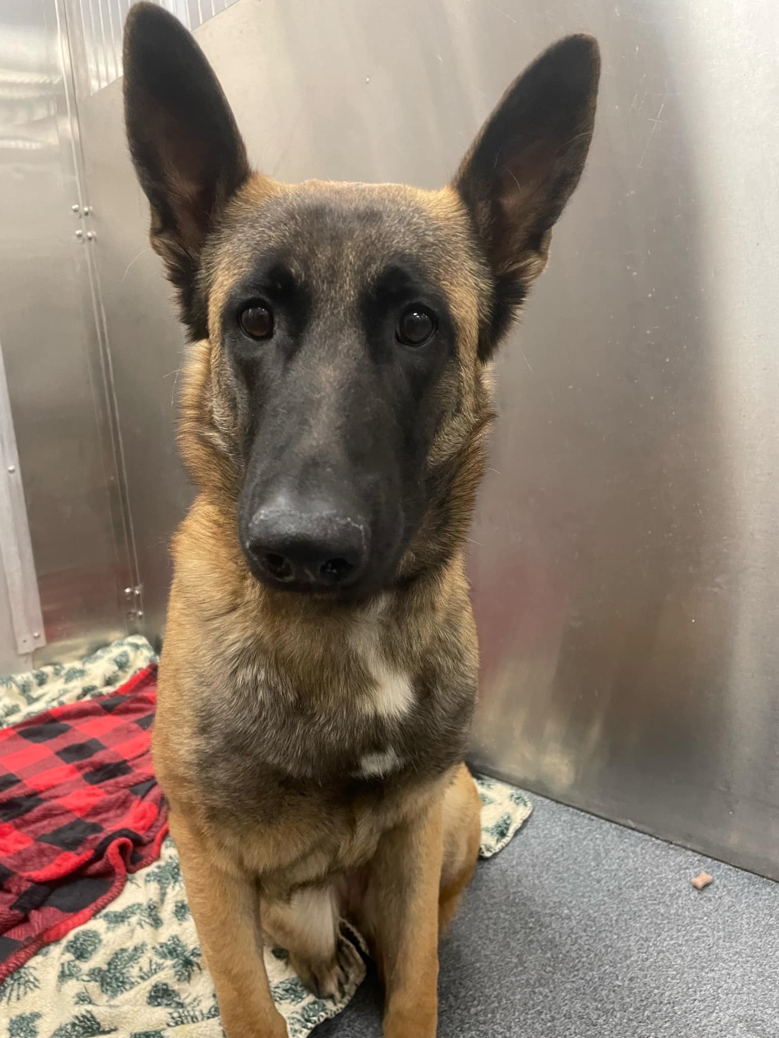 Main Photo of this Dog