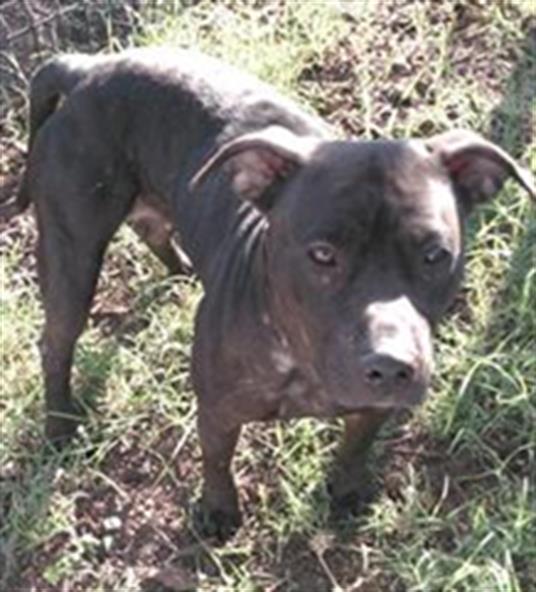 Main Photo of this Dog