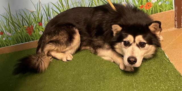 Main Photo of this Dog