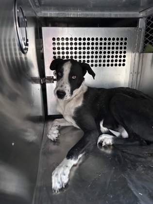 Other Photos of thie Dog