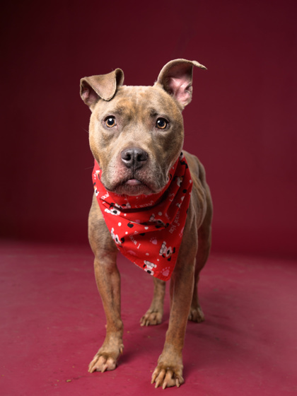 Daffy, a Pit Bull Terrier, available for adoption