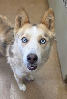 Angie, a Siberian Husky, available for adoption