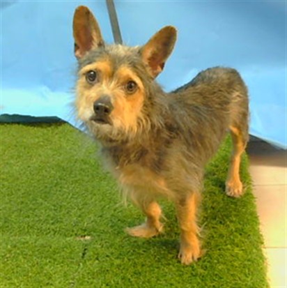 Kash, a Chihuahua, available for adoption