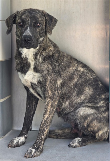 Minuet, a Dutch Shepherd (mix breed), available for adoption