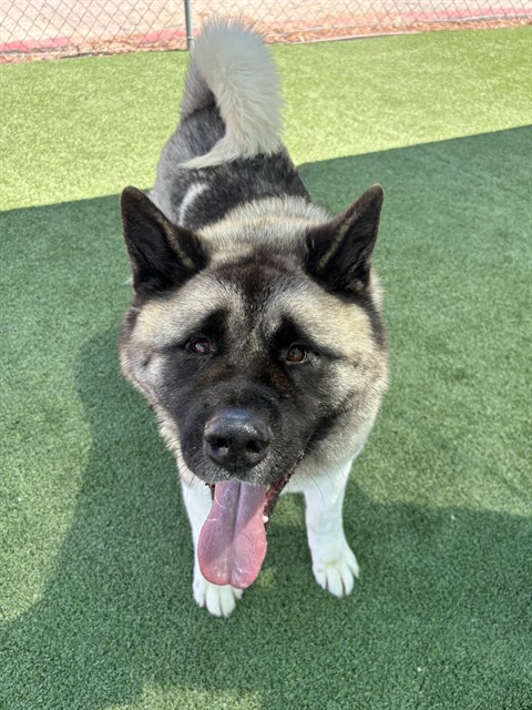 Bradley, a Akita, available for adoption
