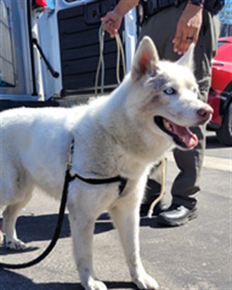 Snowy, a Siberian Husky, available for adoption
