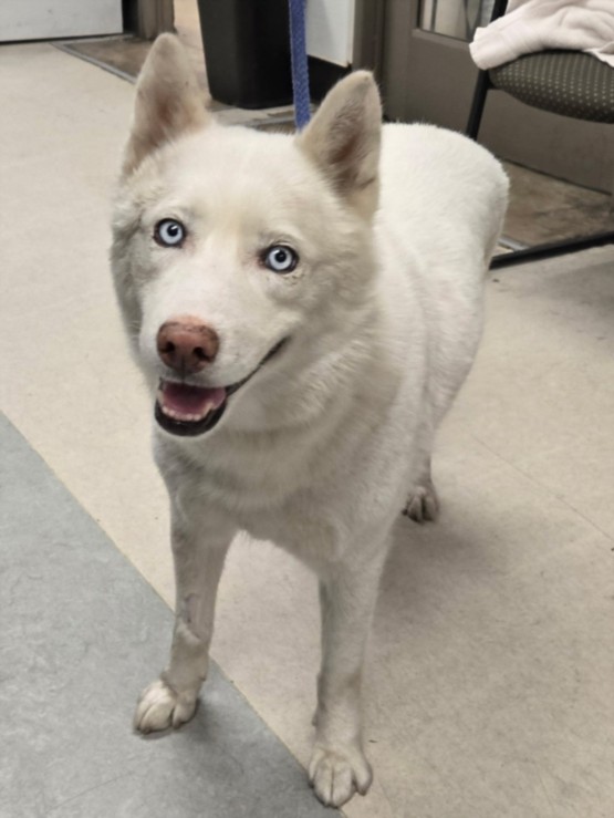Snow, a Siberian Husky, available for adoption