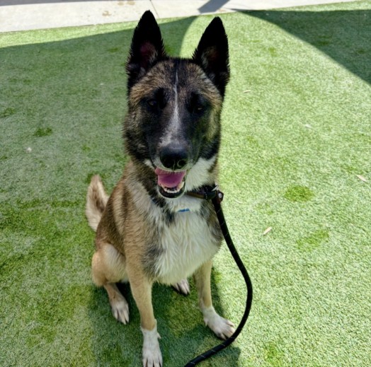Fezco, a Belgian Shepherd Malinois (mix breed), available for adoption