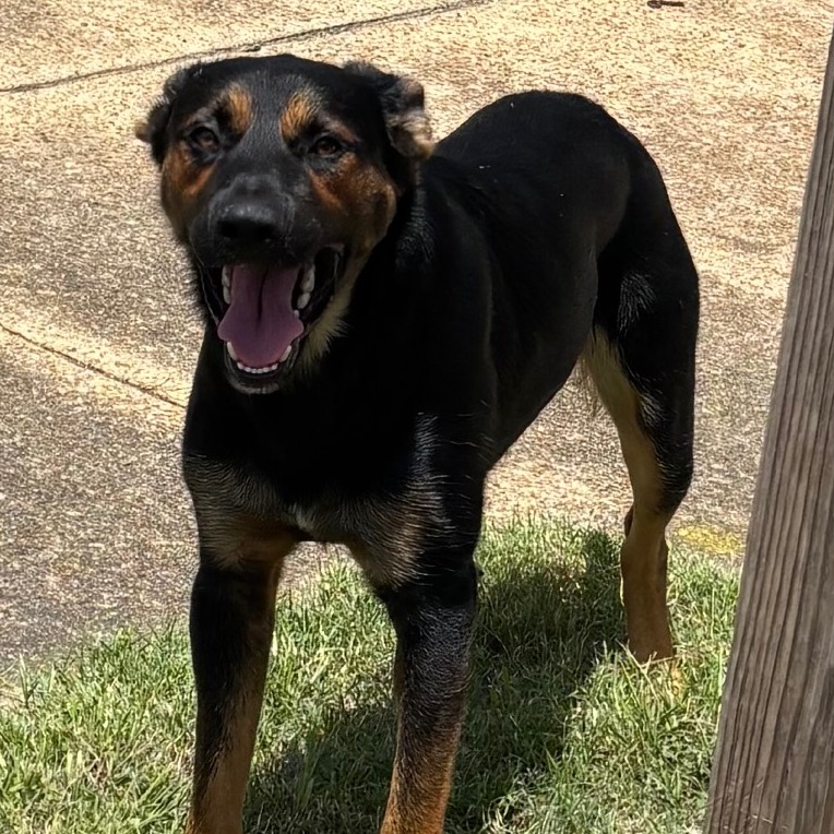 Other Photos of thie Dog