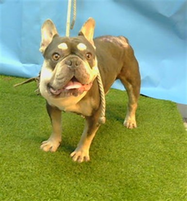 A5791900, a French Bulldog, available for adoption