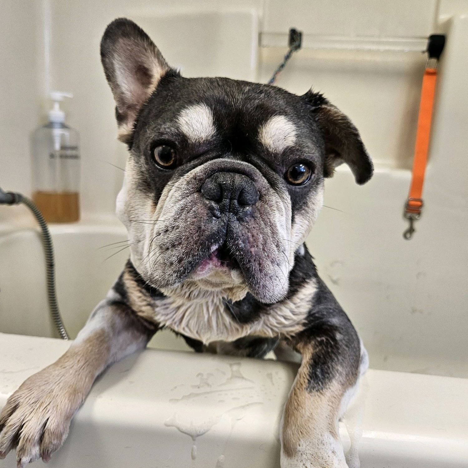 Tommy, a French Bulldog, available for adoption