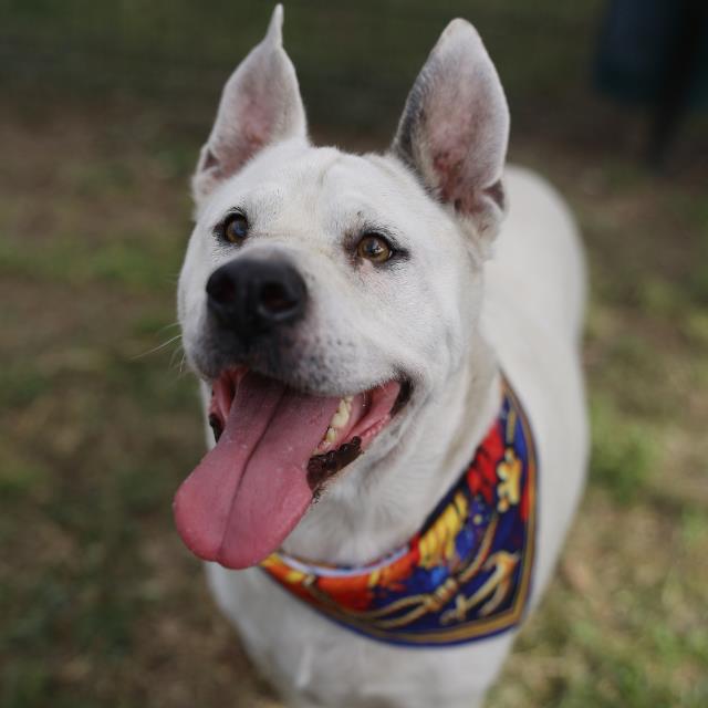 Princess, a Terrier (mix breed), available for adoption