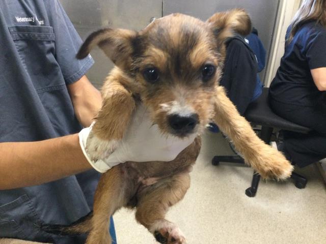 A1929270, a Terrier (mix breed), available for adoption