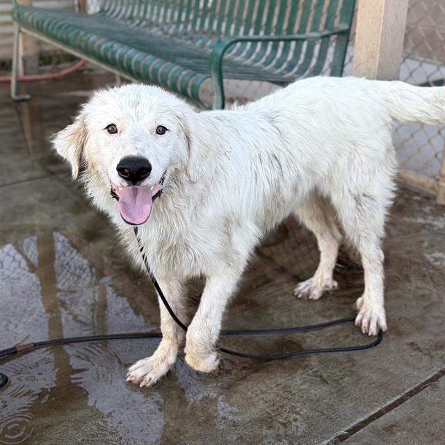 Bowie, a Great Pyrenees, available for adoption