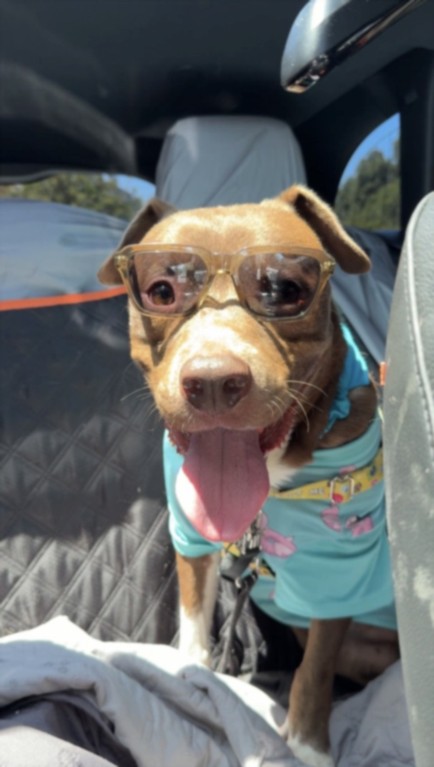 Karas, a Pit Bull Terrier, available for adoption